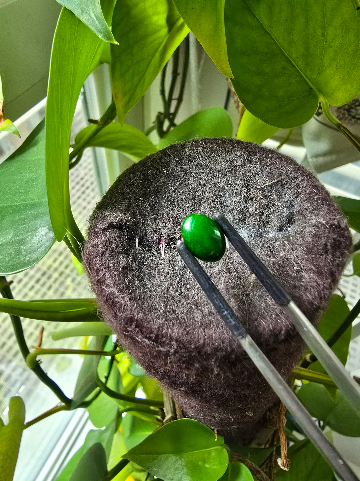 Certified MADE IN JAPAN 1.75 cts. Deep Green Burmese A-Jadeite Oval Cabochon Loose Stone LS20