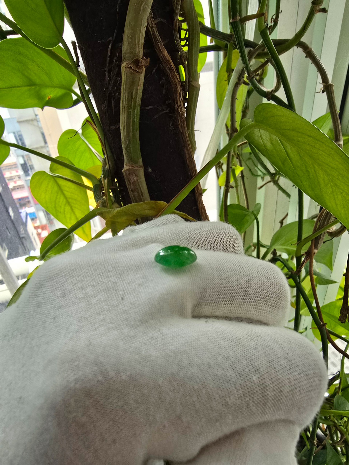 Certified MADE IN JAPAN 3.22 cts. Bright Green Burmese A-Jadeite Oval Cabochon Loose Stone LS24