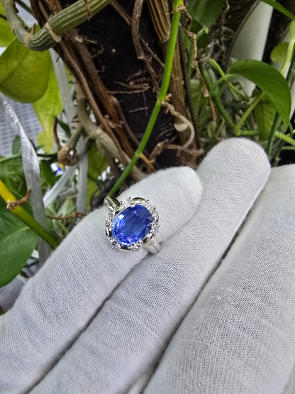 Toyohashi MADE IN JAPAN Certified Oval Shaped 3.17 cts. Cornflower Blue Sapphire Ring with Platinum 900 and White Diamonds Size US5 - R10