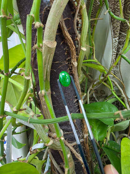 Certified MADE IN JAPAN 3.95 cts. Intense Imperial Green Burmese A-Jadeite Oval Cabochon Loose Stone LS41