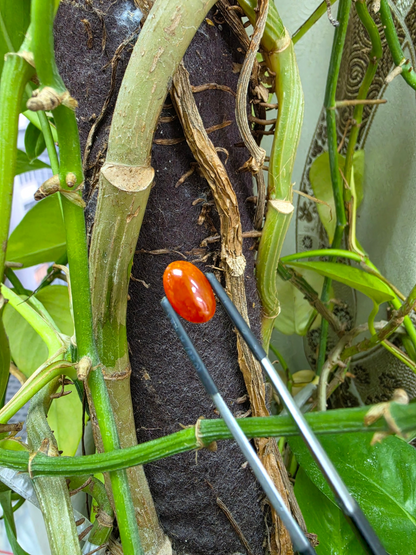 Certified MADE IN JAPAN 3.784 cts. Intense Crimson Red Burmese A-Jadeite Oval Cabochon Loose Stone LS42