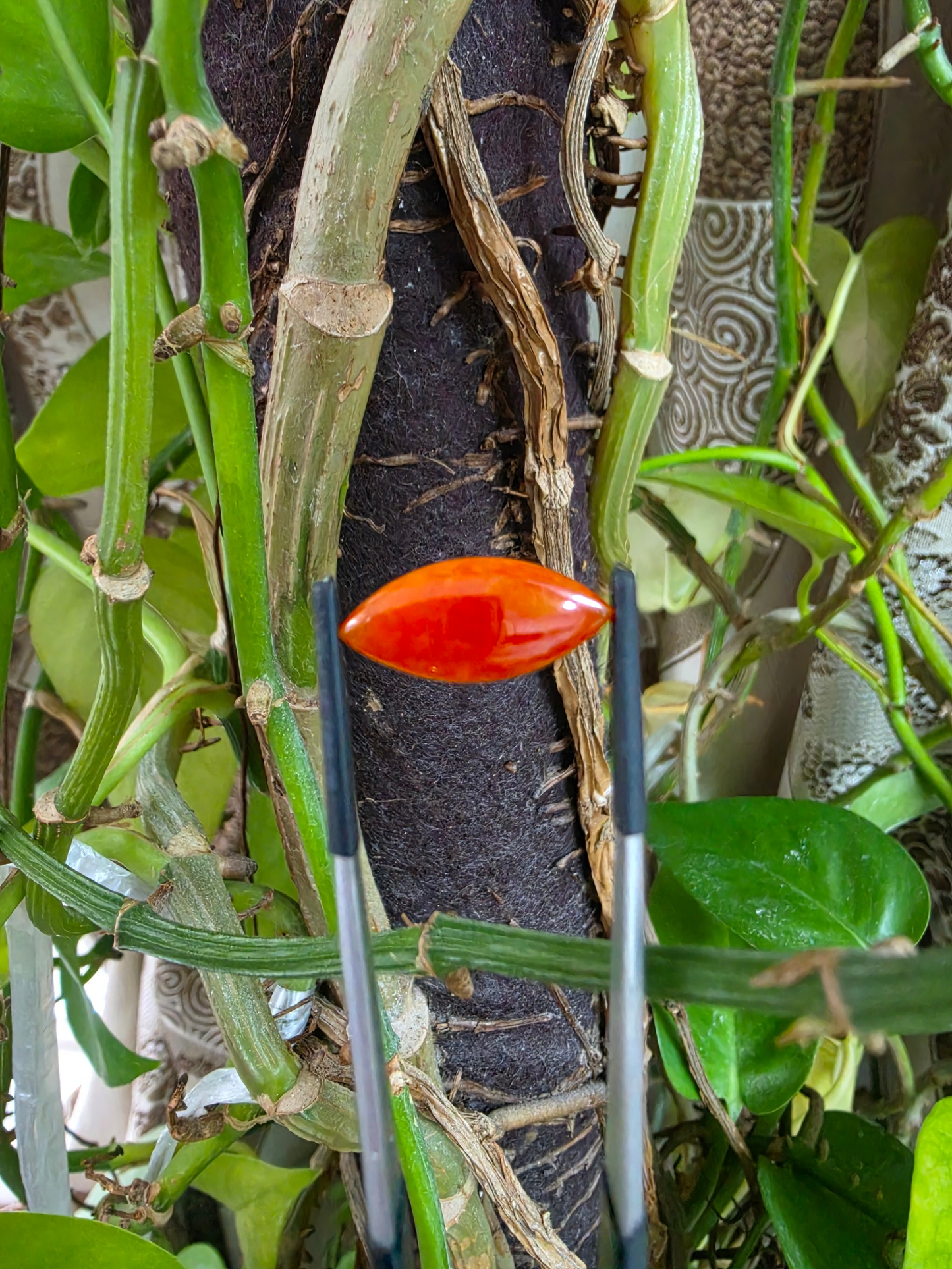Certified MADE IN JAPAN 4.684 cts. Intense Crimson Red Burmese A-Jadeite Marquise Cabochon Loose Stone LS43