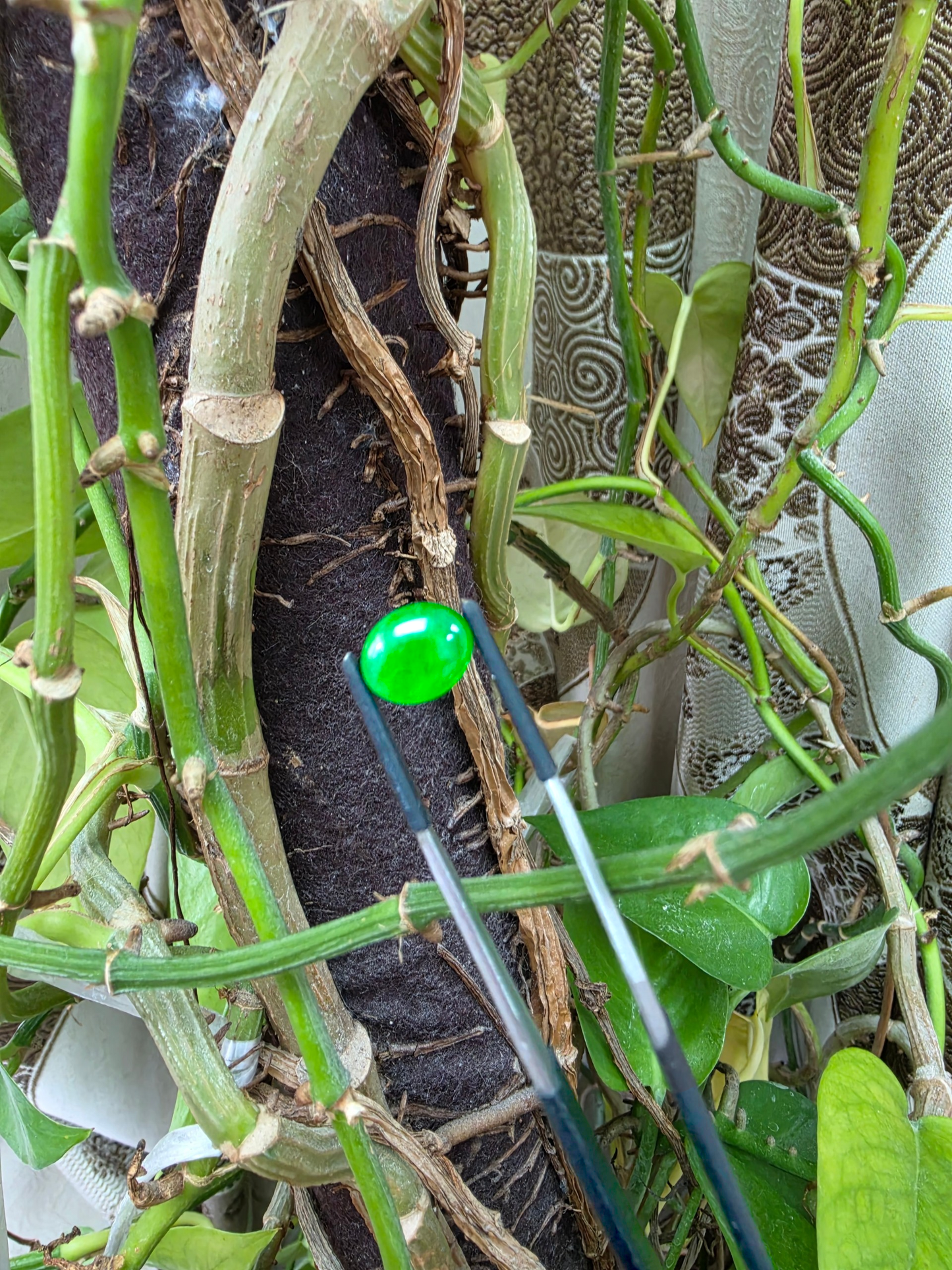 Certified MADE IN JAPAN 4.41 cts. Intense Vivid Imperial Green Burmese A-Jadeite Oval Cabochon Loose Stone LS44