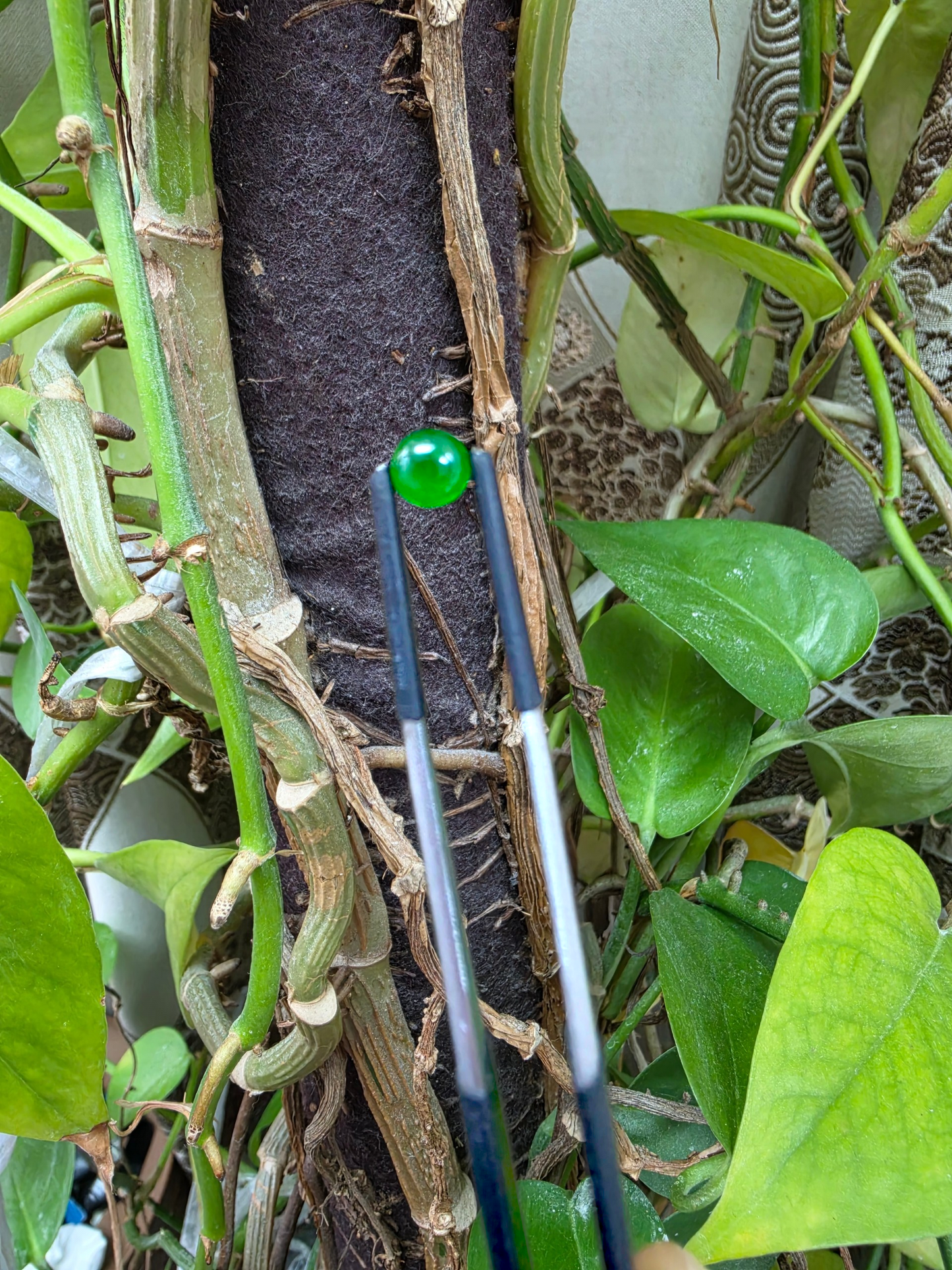 Certified MADE IN JAPAN 0.96 cts. Bright Vivid Imperial Green Burmese A-Jadeite Round Cabochon Loose Stone LS47