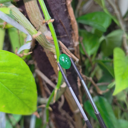 Certified MADE IN JAPAN 3.95 cts. Intense Imperial Green Burmese A-Jadeite Oval Cabochon Loose Stone LS41