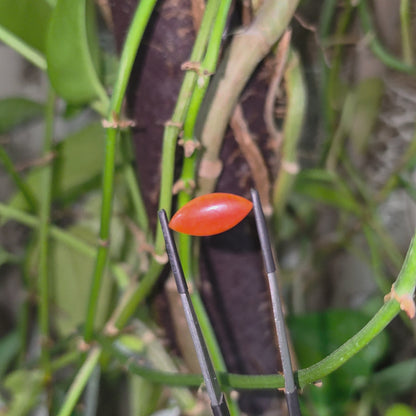 Certified MADE IN JAPAN 4.684 cts. Intense Crimson Red Burmese A-Jadeite Marquise Cabochon Loose Stone LS43
