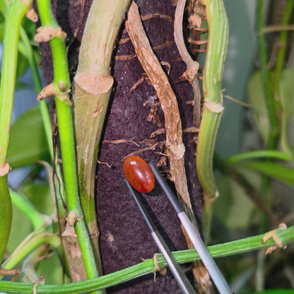 Certified MADE IN JAPAN 3.784 cts. Intense Crimson Red Burmese A-Jadeite Oval Cabochon Loose Stone LS42