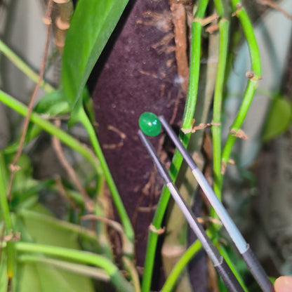 Certified MADE IN JAPAN 1.43 cts. Intense Imperial Green Burmese A-Jadeite Oval Cabochon Loose Stone LS31